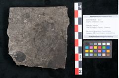 Foto (Objekt + Etikett) von Zizyphus paradisiacus Unger (NHMW-GEO-2024-0188-8028)